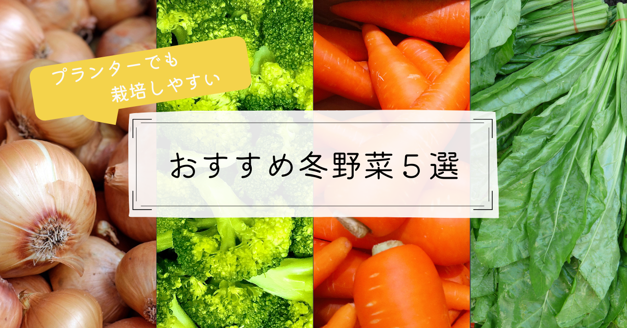 プランターでも栽培しやすい,おすすめの冬野菜5選