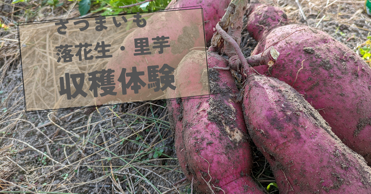 農ガクLab秋の収穫体験